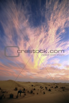 CAMELS sunset