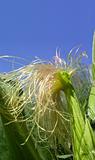 A ear of corn in the field
