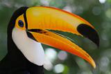 Colorful toucan - Ramphastos toco