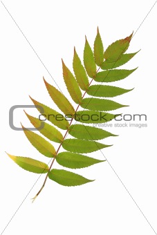 Rowan Leaf