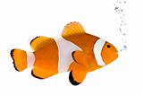 Orange clownfish - Amphiprion occelaris