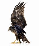Young Black-chested Buzzard-eagle () - Geranoaetus melanoleucus