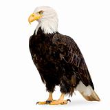 Bald Eagle (22 years) - Haliaeetus leucocephalus