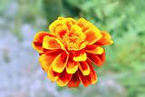 red / yellow flower