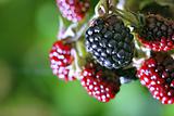 red and black blackberries