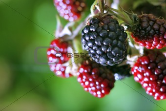 red and black blackberries