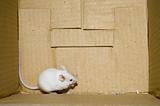 White mice on a box