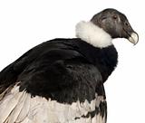 Andean Condor - Vultur gryphus (15 years)