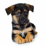 german shepherd (7 weeks)/ alsatian, police dog