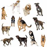 Collection of 12 dogs in different positions