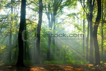 sunbeams pour into an autumn forest