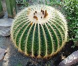 Alive sphere. A cactus.