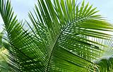 palm tree 
