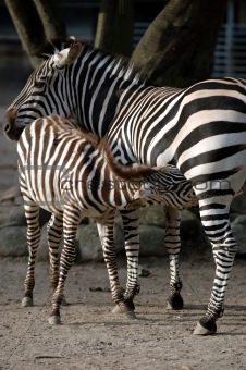 Zebra fedding 