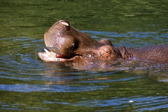 Hippopotamus relaxing in river