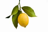 Lemon with leaves isolated