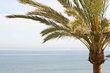 palm tree and sea