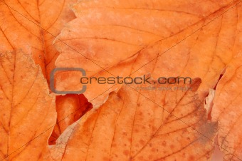 colours of autumn
