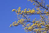 Blooming branch against blue sky
