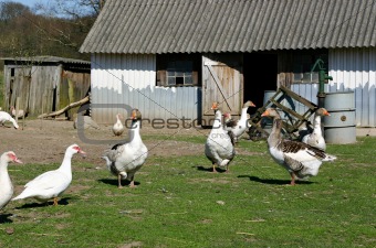 Geese in a farmer's garden