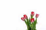 Beautiful delicate tulips