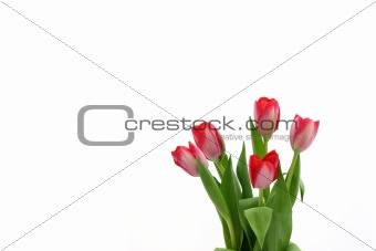 Beautiful delicate tulips