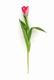 Beautiful delicate tulip