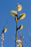 Catkins on a branch