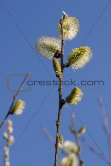 Catkins on a branch