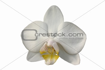Isolated orchid