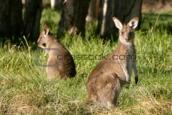 Curious kangaroo