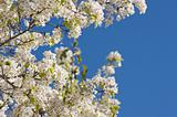 Spring Flowering Tree Blossom