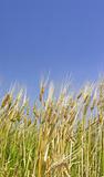wheat field 2