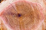 Cedar tree stump