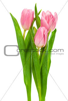 three pink tulips