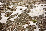 mossy stone