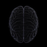 Wire-frame of human brain