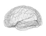 Wire-frame of human brain
