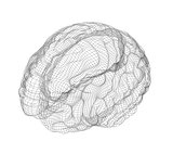 Wire-frame of brain with occipital region