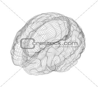 Wire-frame of brain with occipital region