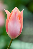 Pink tulip against green background