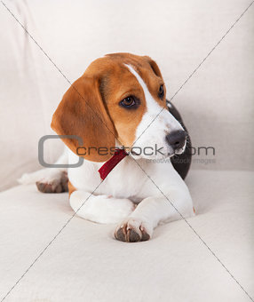 Beagle pet