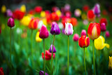 Colorful tulips in the park