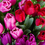 red and purple  tulip flowers