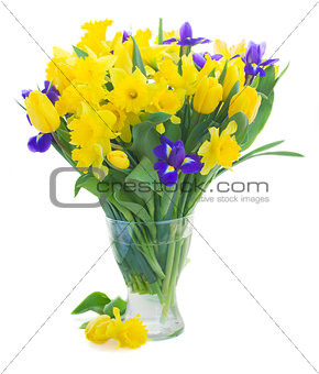 spring narcissus, tulips and irises
