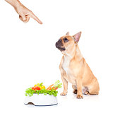 hungry dog with healthy bowl