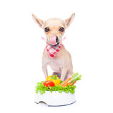 hungry dog with healthy bowl