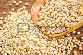 scoop of sorghum grain