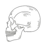 sketch of the skull