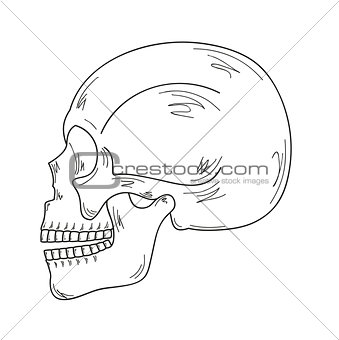 sketch of the skull